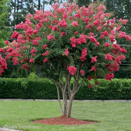 crape myrtle
